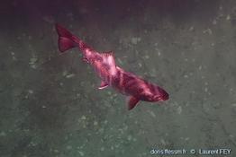 salvelinus_fontinalis-lf01