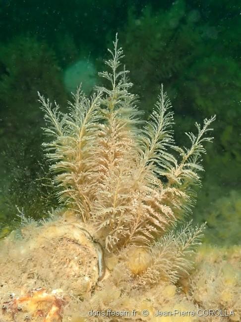 sertularia_cupressina-20