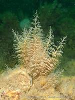 sertularia_cupressina-20