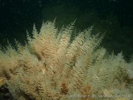 sertularia_cupressina-30