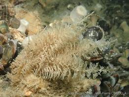 sertularia_cupressina-jpc-10