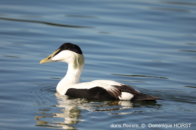 Eider à duvet