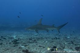 Sphyrna_mokarran-lk1