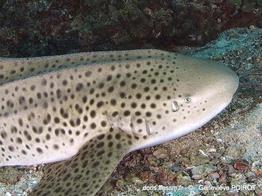 stegostoma_trigrinum-gp1