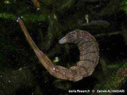 stratiomyidae-alz-20