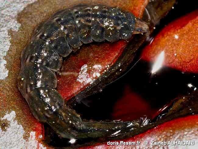 stratiomyidae-alz-30