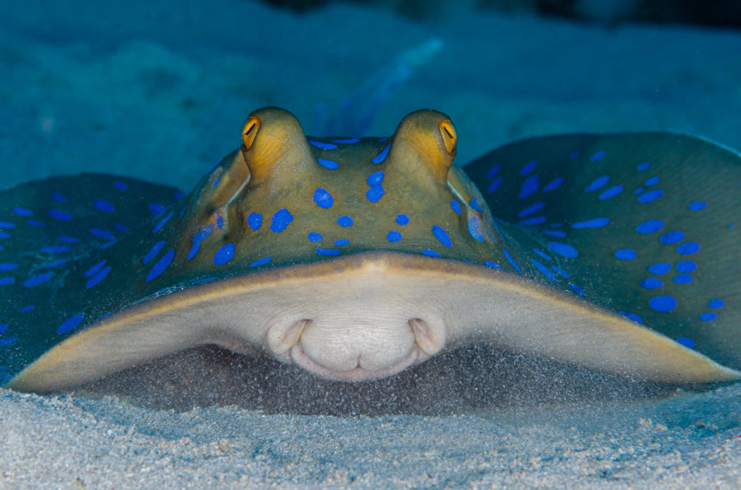Taeniura lymma