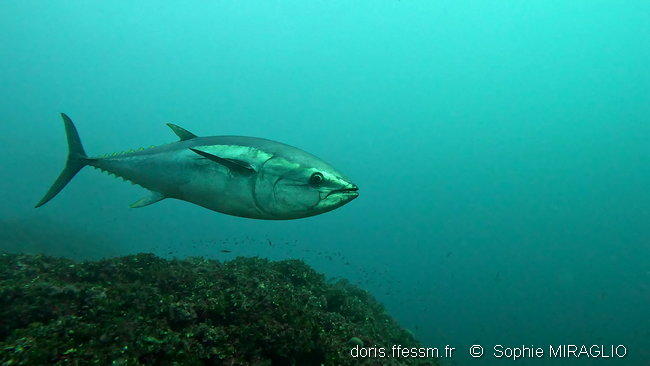 thunnus_thynnus-sm2