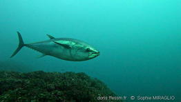 thunnus_thynnus-sm2
