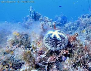tripneustes_ventricosus_ff1