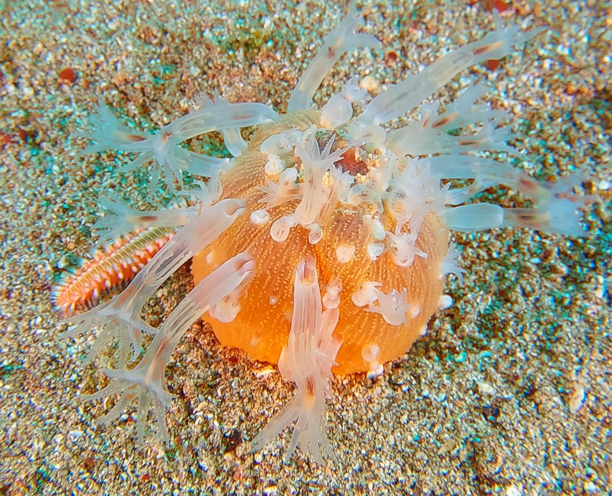 veretillum_cynomorium-vp13