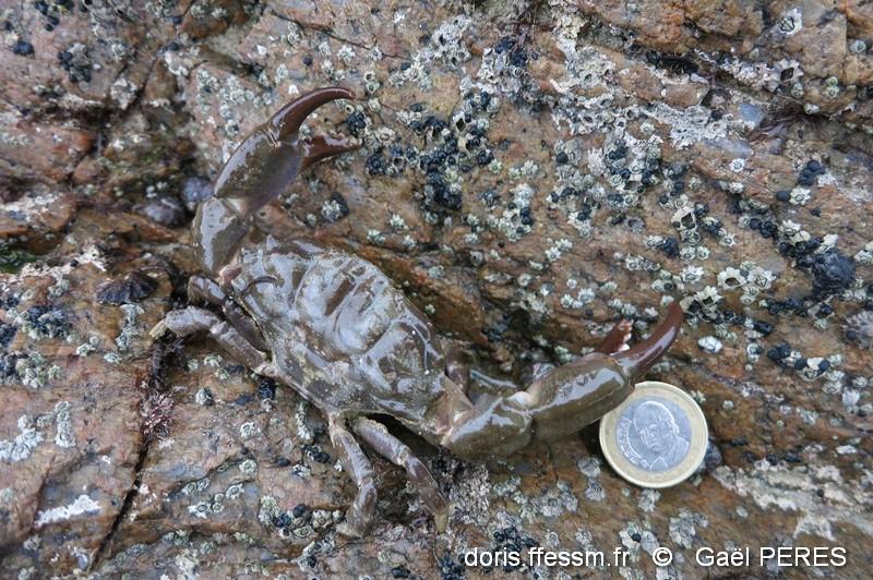 xantgho_hydrophilus-gp1