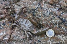 xantgho_hydrophilus-gp1