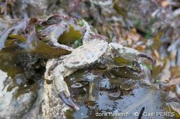 Xantho_hydrophilus-gp2